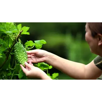 Natural Bitter Gourd